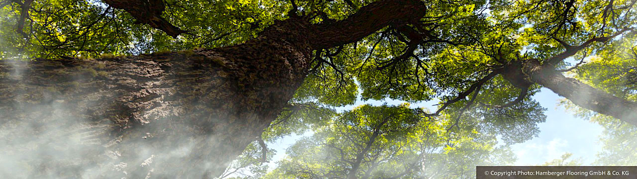 認識樹種01-橡木OAK-複合實木地板